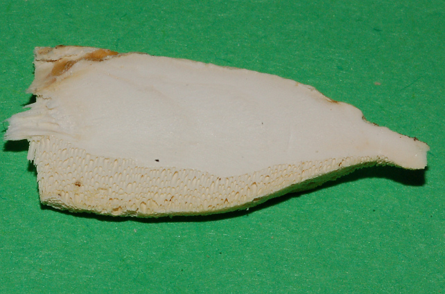 Aphyllophorales 5335 (Postia stiptica)